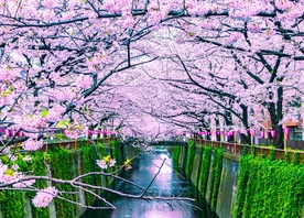 Flor de cerezo Sakura 2020
