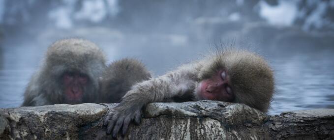 Monkey Around in Japan: The Snow Monkeys of Jigokudani Monkey Park