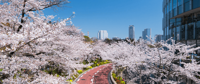 Join us for a live tour of the Sakura in full bloom